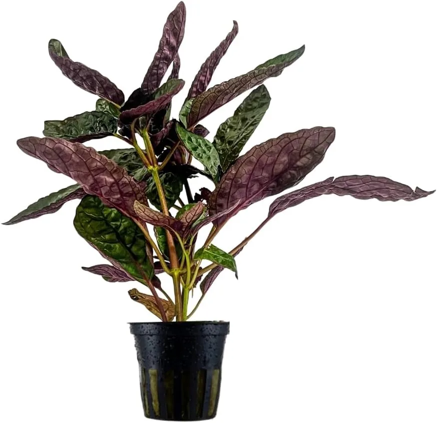 AquaOne Terrarium Pflanze Hemigraphis colorata I L — Terraristik Produkt