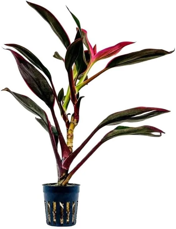AquaOne Terrarium Plant Cordyline Red Edge I Live  — Terraristik Produkt