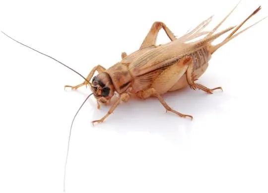 easy Zoo Heimchen groß – Futtertiere lebend