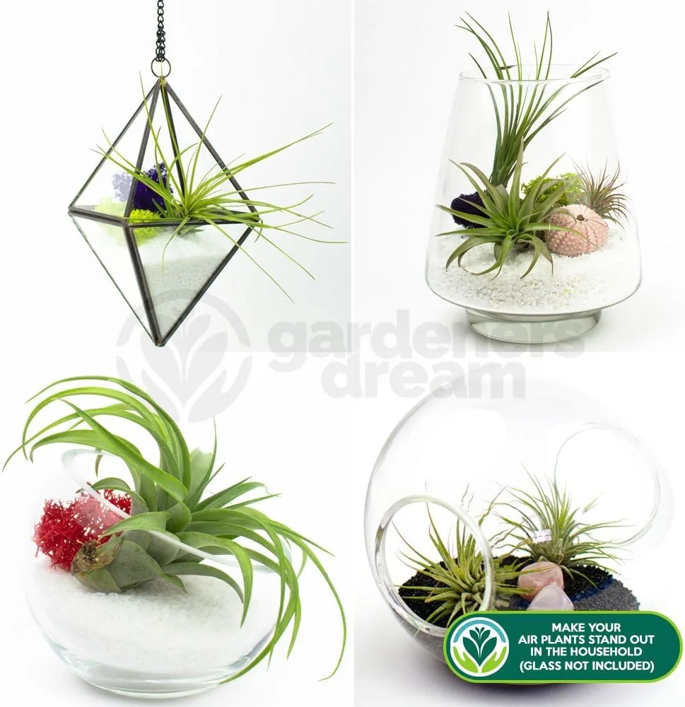 GardenersDream Gardeners Dream 4er Tillandsien Pflanzen Echt Mix — Terraristik Produkt