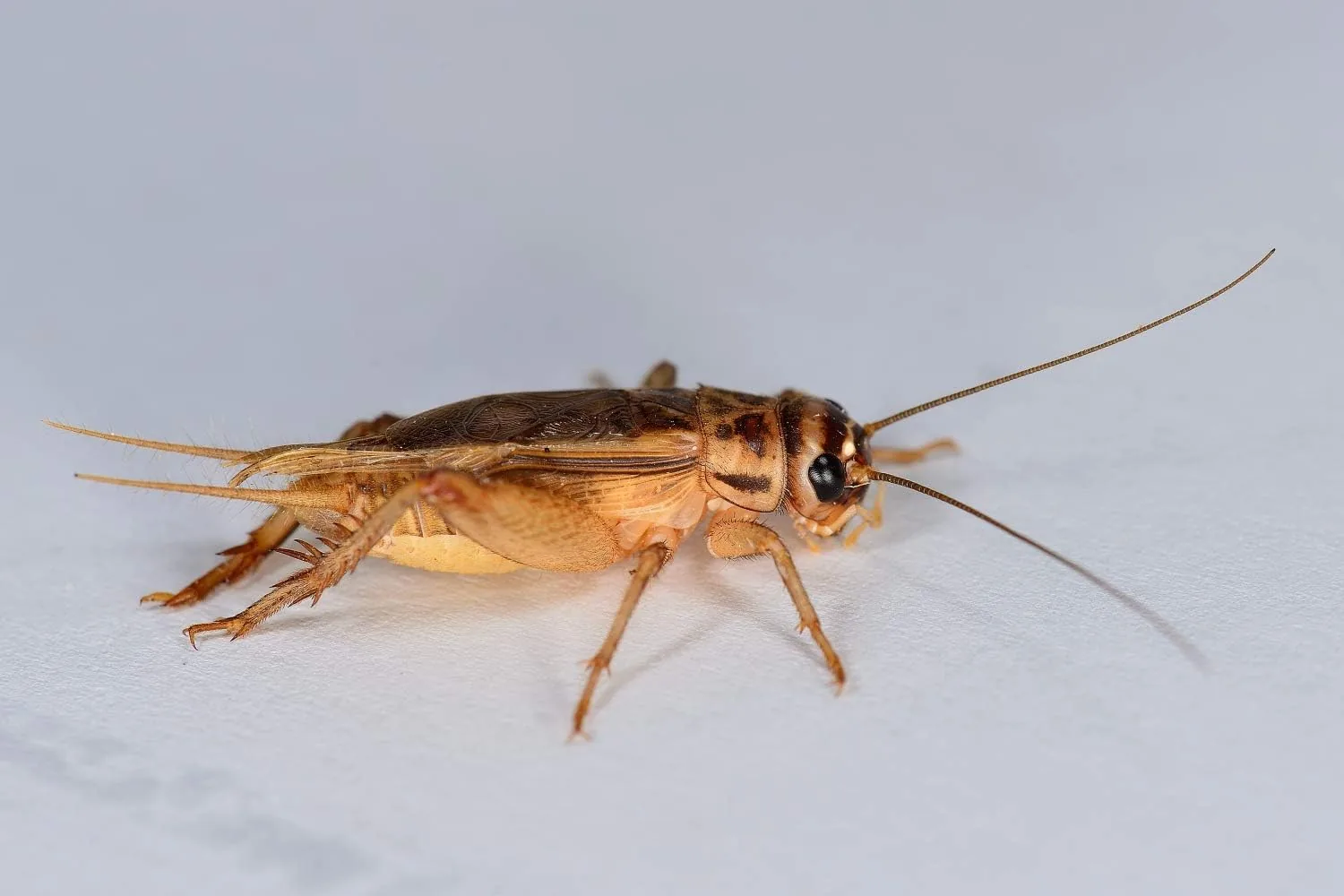 Futtertiere-Online Heimchen groß – Futtertiere lebend