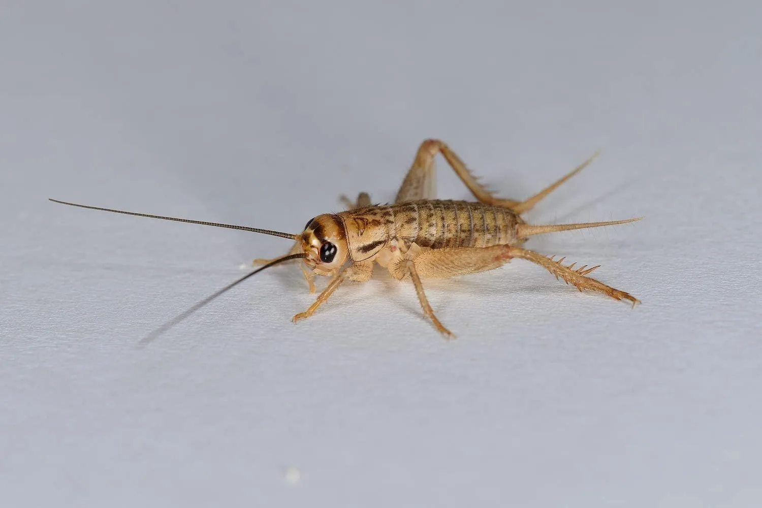 Futtertiere-Online Heimchen groß – Futtertiere lebend