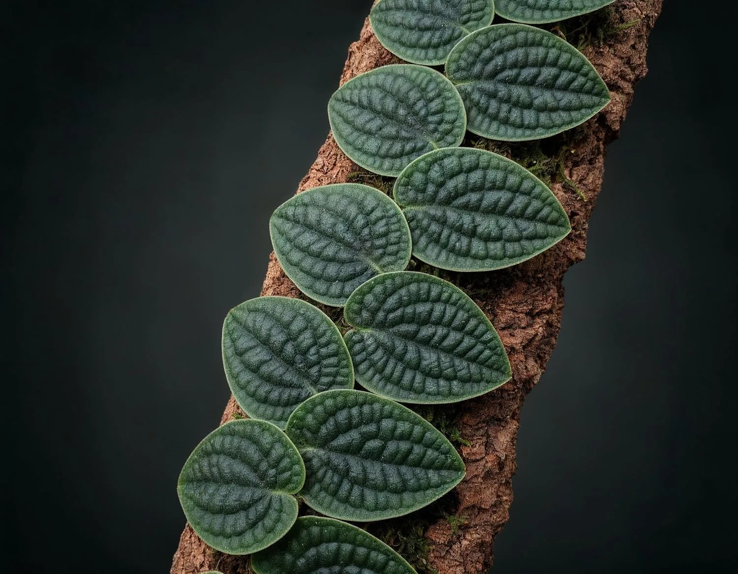 NatureHolic Terrarium Pflanze Raphidophora tenuis — Terraristik Produkt