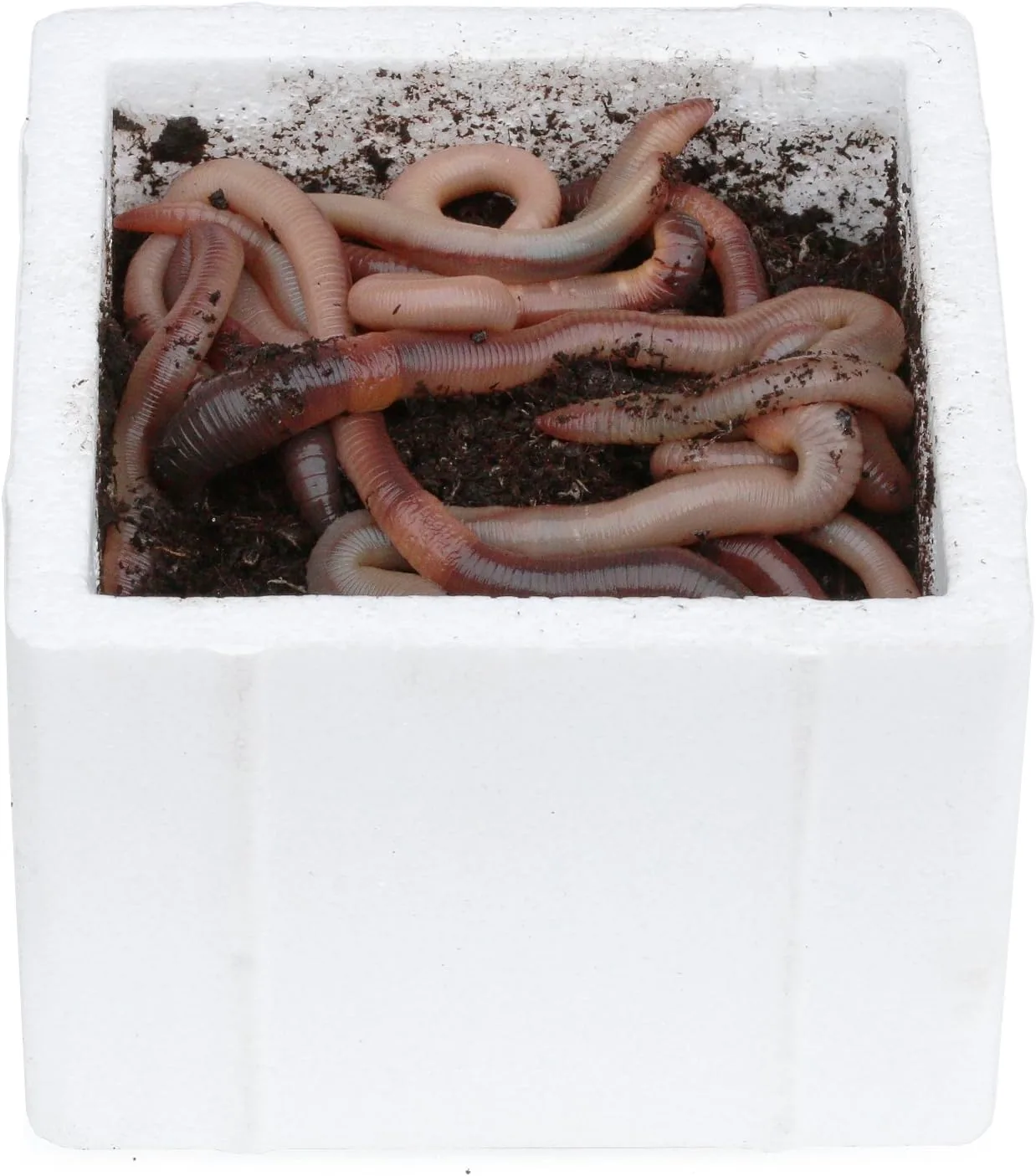 Kanadische Tauwürmer 24 stück