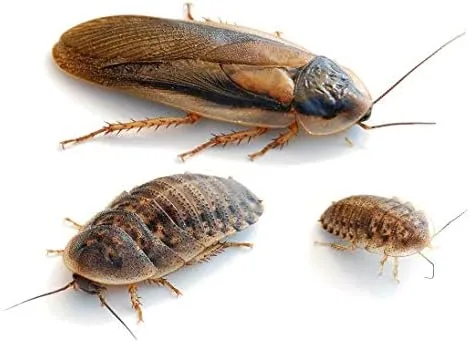 Argentinische Waldschaben groß 100 stück