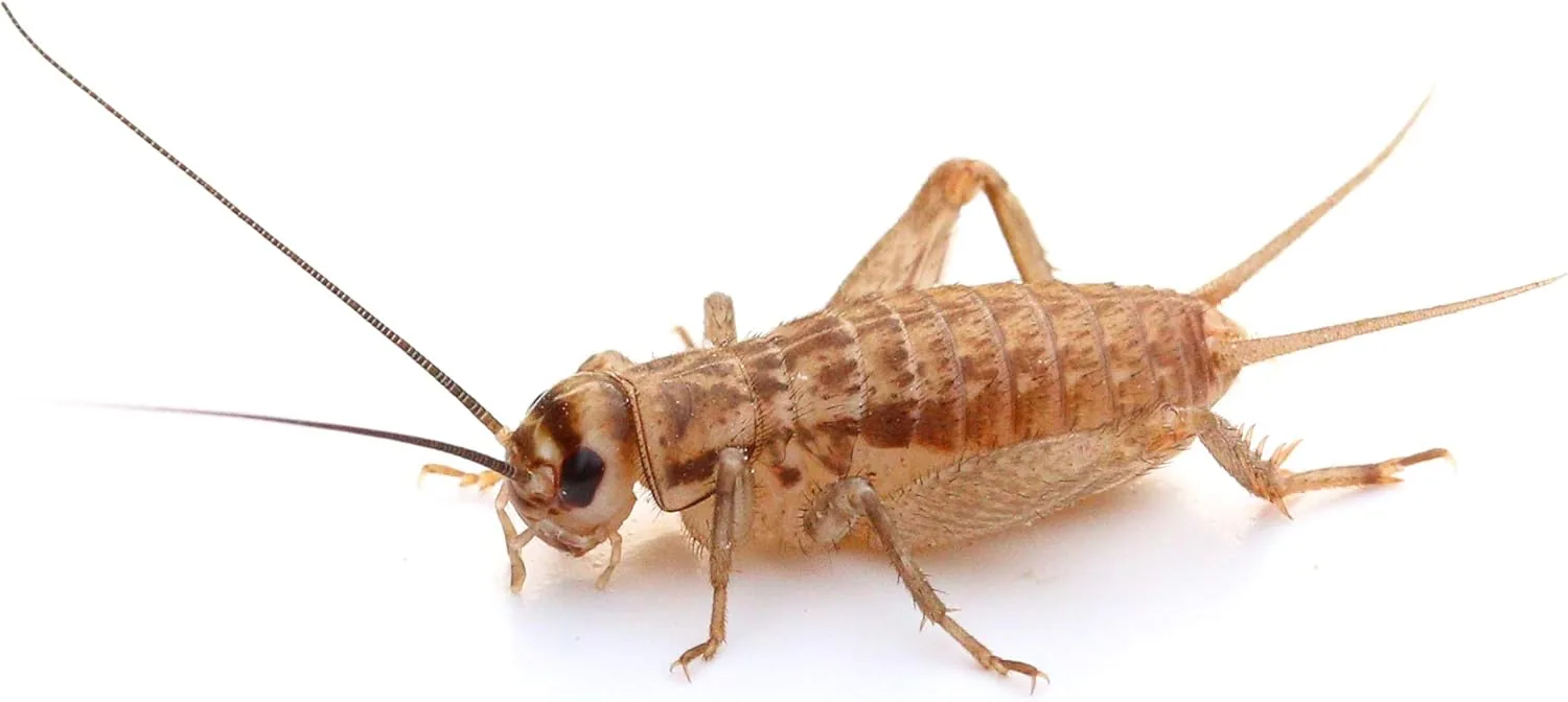 proinsects Heimchen groß – Futtertiere lebend