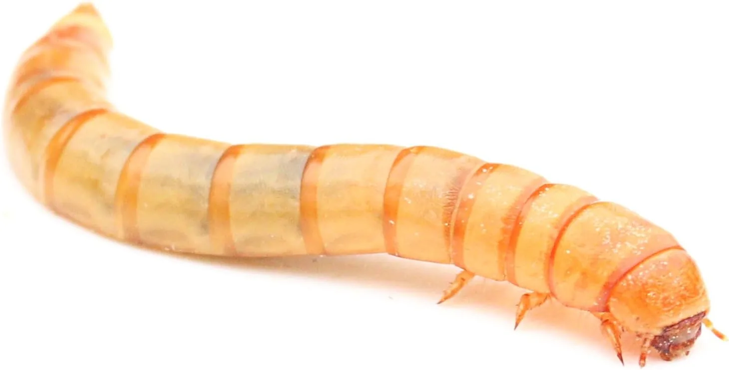 Lebende Mehlwürmer (500g)