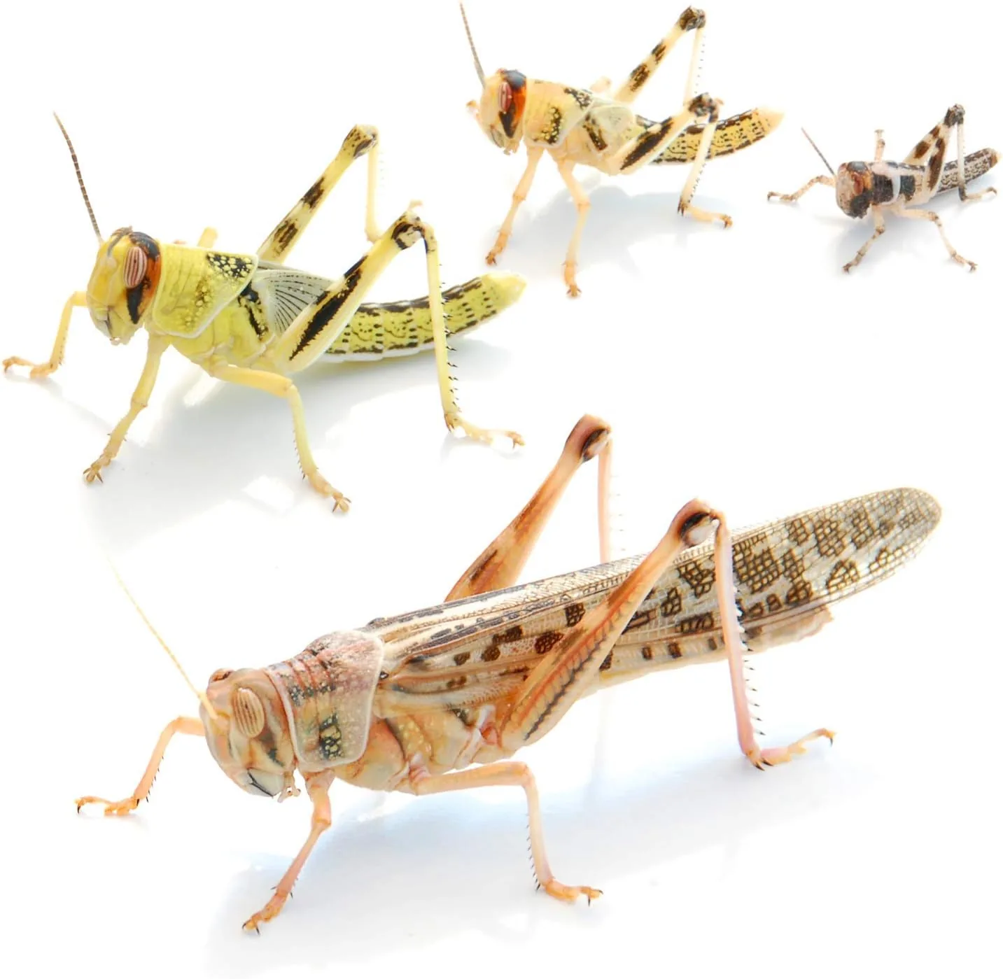 Wüstenheuschrecken mittel 100 stück