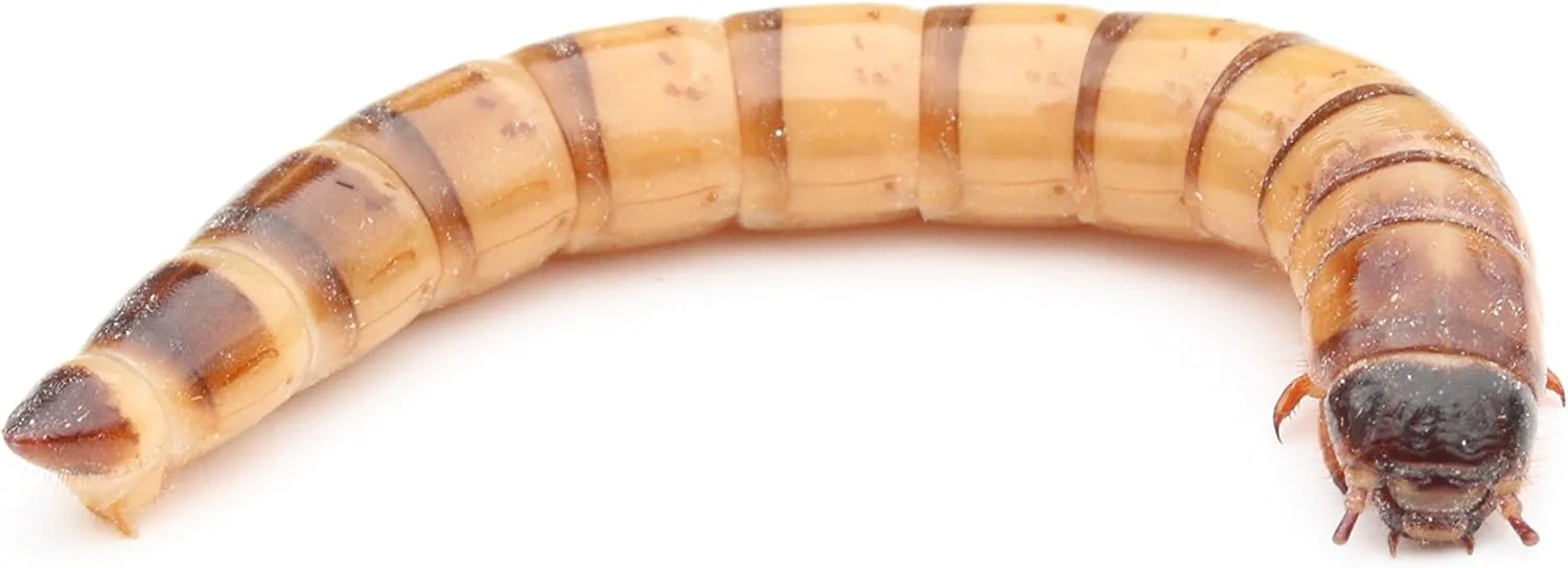 Zophobas lebend (500g)