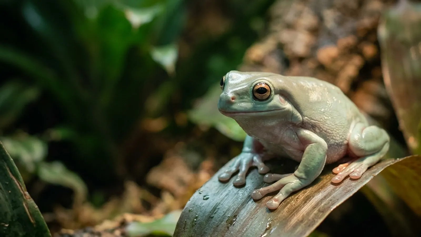 Amerikanischer Laubfrosch (Litoria caerulea) — Artenportrait