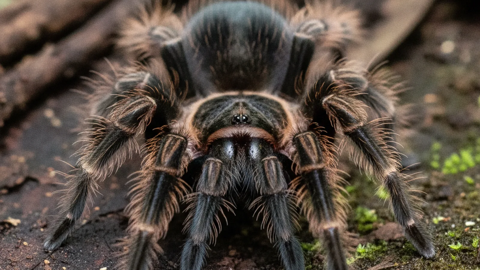 Kraushaar-Vogelspinne (Tliltocatl albopilosus) — Artenportrait