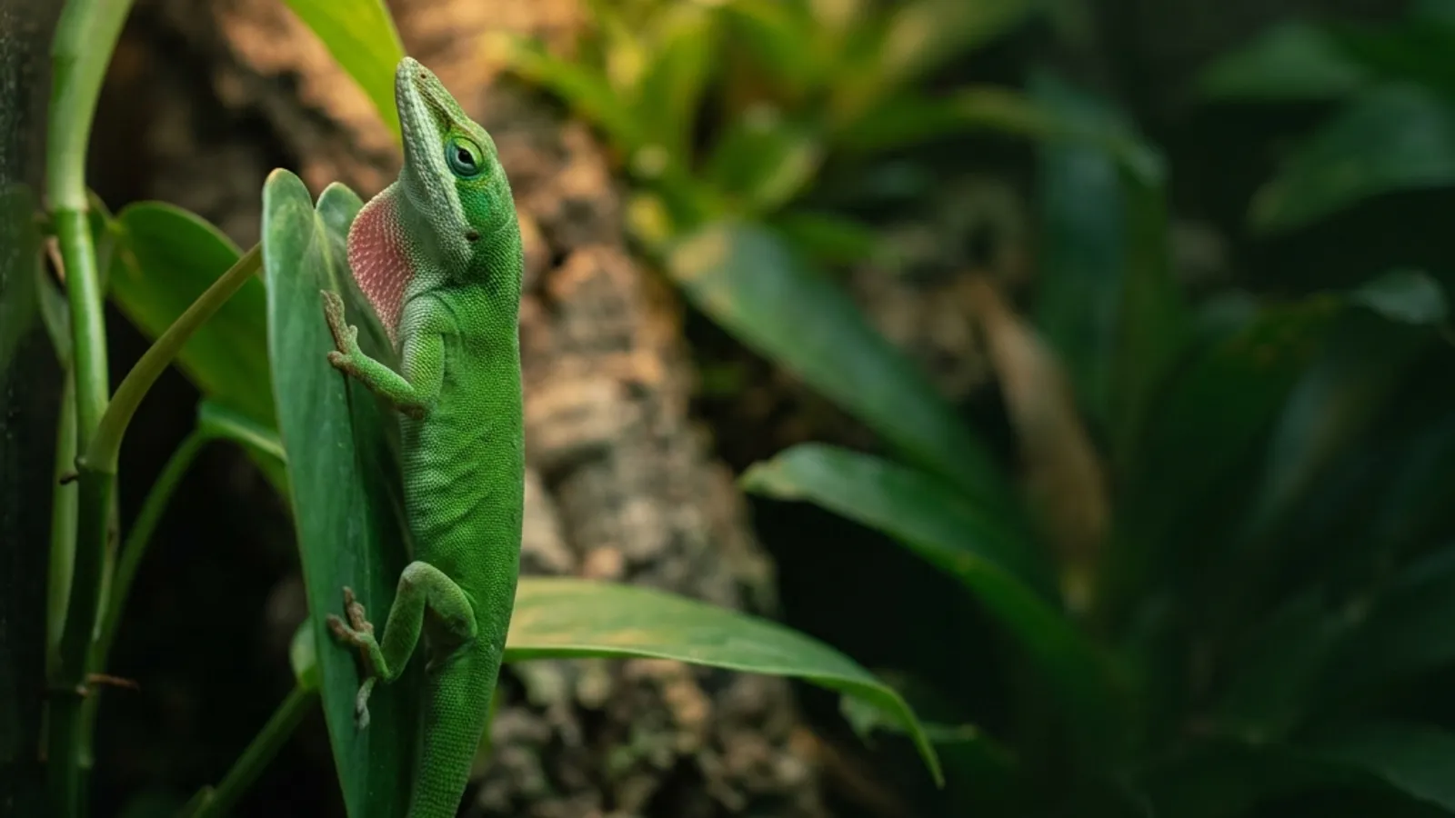 Rotkehlanolis (Anolis carolinensis) — Artenportrait