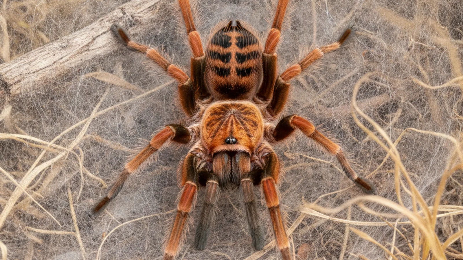 Usambara-Vogelspinne (Pterinochilus murinus) — Artenportrait
