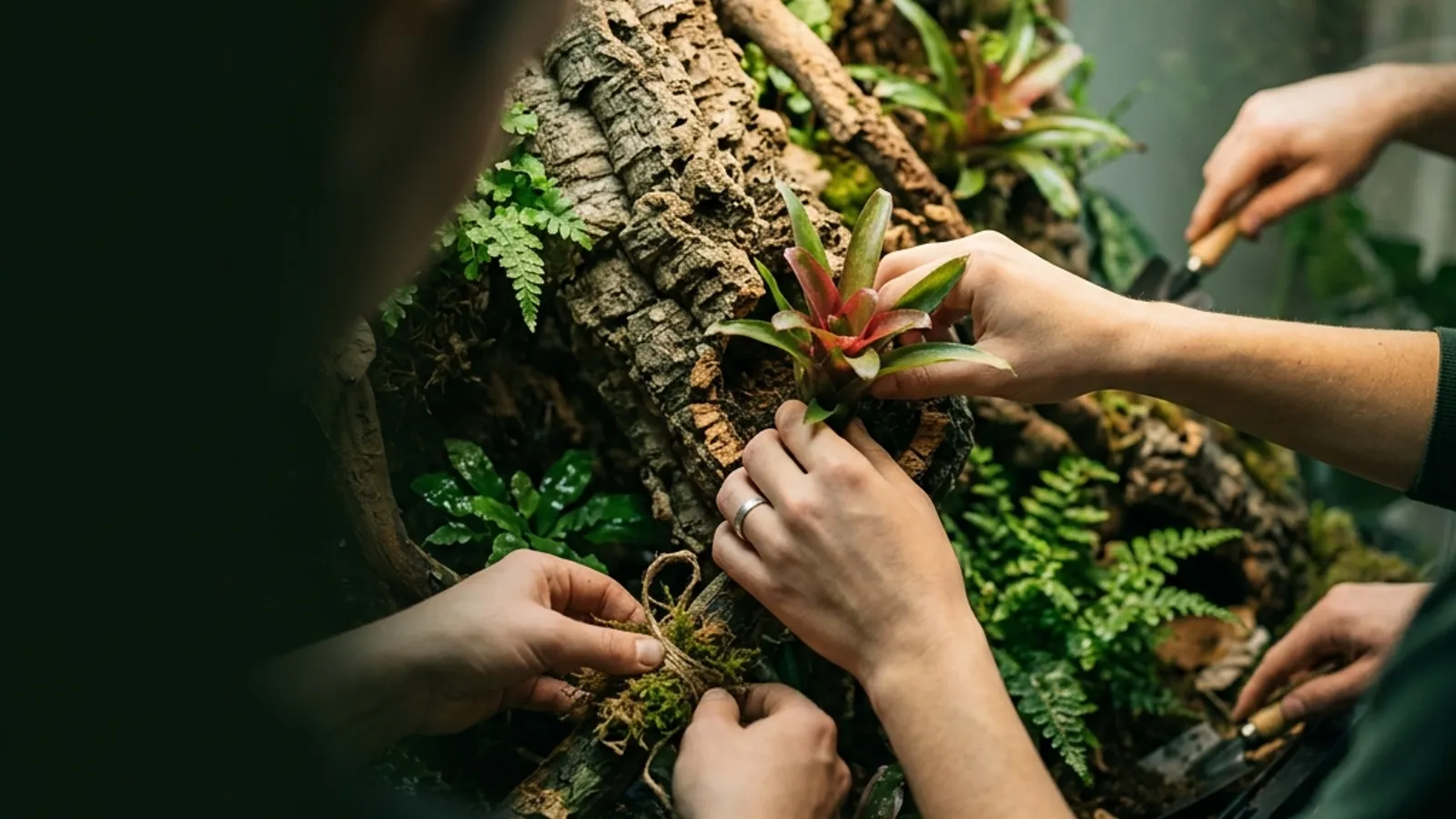 Hände richten gemeinsam ein Terrarium mit Korkrinde und Pflanzen ein